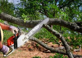 Best Tree Maintenance Programs  in Lake Meade, PA