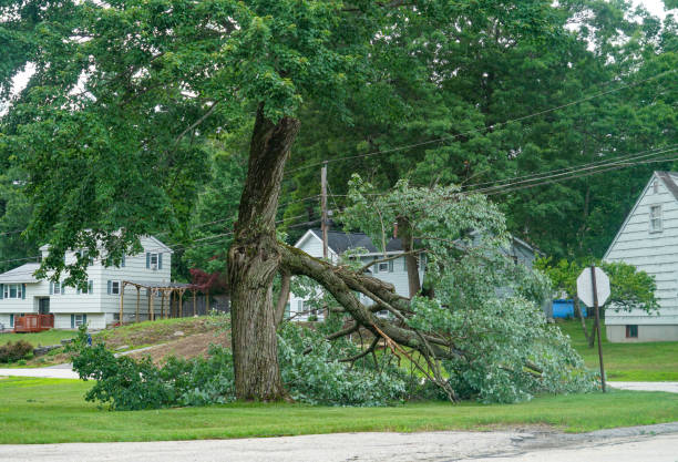 Best Fruit Tree Pruning  in Lake Meade, PA