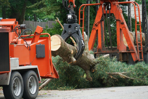 Best Tree Maintenance Programs  in Lake Meade, PA