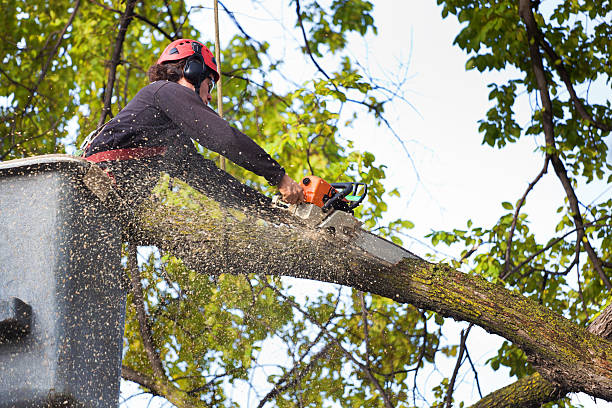 Best Tree Preservation Services  in Lake Meade, PA